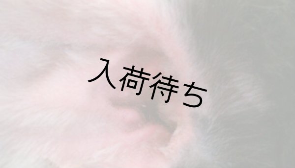 画像4: 耳毛切りハサミ 【入荷未定】 (4)