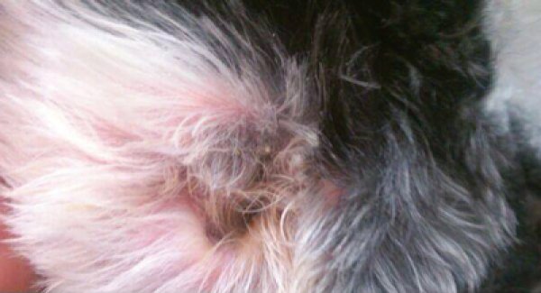 画像3: 耳毛切りハサミ 2 (3)