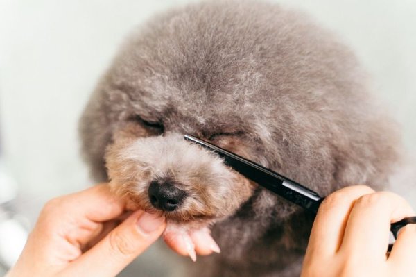 画像3: ブラックケリー　BTP-55S (3)